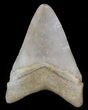 Brown,  Bone Valley Megalodon Tooth #34773-3